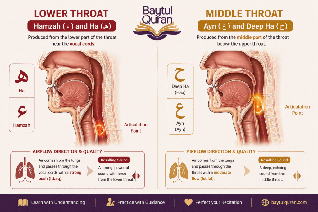 omparison diagram showing lower throat position for Hamzah and Ha versus middle throat position for Ayn and deep Ha in Arabic Tajweed